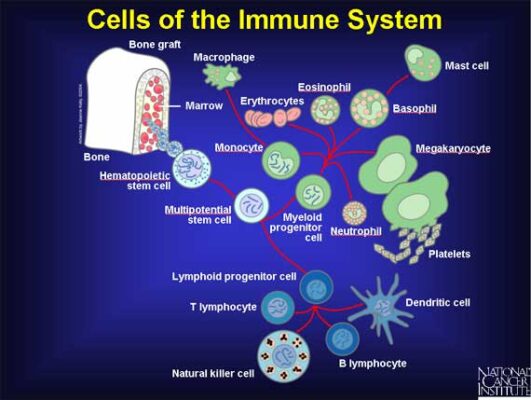 Understanding the Immune System