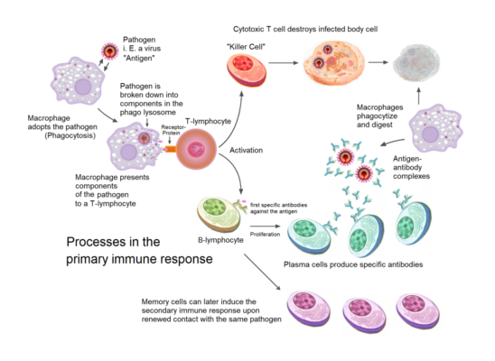 The Immune System: A Quick Primer